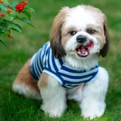 A quick lick of the lips from Cookie just after a treat. These are the spontaneous, adorable moments I love to capture during an outdoor pet photography session.
