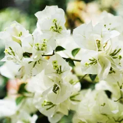 Did you know the colorful part of a Bougainvillea isn't the flower? They are modified leaves called bracts. The actual flower is the tiny white bloom in the center. A fun fact from our team!