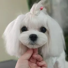 A close up look at the detailed finish we provide. This Maltese is showing off a perfectly rounded teddy bear cut, clean eyes, and a neat top knot. We take pride in these finishing touches that highlight your pet's best features.