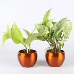 This pair of indoor plants, a Golden Money Plant and a Syngonium, are presented in beautiful copper-colored metallic pots. The warm, reflective finish adds a modern and luxurious touch to these popular houseplants.