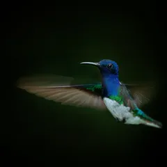 A White-necked Jacobin hummingbird suspended against a dark background. The motion blur in its wings contrasts with the sharp detail of its body, creating a dynamic fine art portrait.