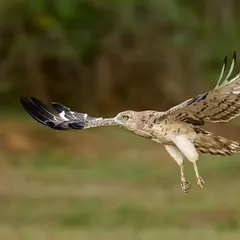 A duplicate of image 100, offering a clear view of the eagle's impressive flight and its unusual prey.