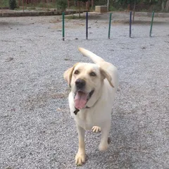 A happy face at the park. This young Labrador is all smiles during a play session, showing how much fun learning and socializing can be at Petboro.