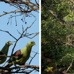 A pair of beautiful Green Pigeons perched on a branch in Dandeli. My nature tours focus on appreciating the rich biodiversity of Karnataka's forests.