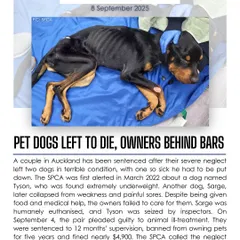 Two pet dogs were left to die from severe neglect in Auckland, leading to their owners being sentenced and banned from owning pets. This case underscores that pet ownership is a serious responsibility, not a fashion choice.