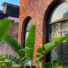 The large, beautiful leaves of a Traveller's Palm glowing in the evening sun. This is a must-have for any tropical garden and adds a dramatic, architectural element to the landscape.