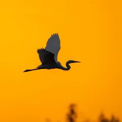 An egret flies across a fiery orange sky during sunset, its white wings creating a beautiful contrast.