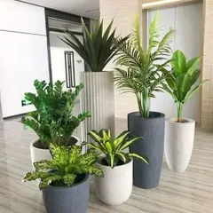 A welcoming arrangement of assorted plants in stylish grey and white planters creates an impressive display for this corporate lobby. We select a variety of species to add texture and interest.