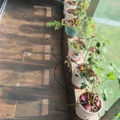 For a collection of individual pots on a balcony, we install a custom drip irrigation line like this one. Each pot gets its own dripper, providing a targeted water supply that is essential for the health of potted plants and conserves a significant amount of water.