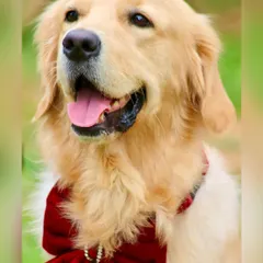 This is the look of pure party happiness. A beautiful Golden Retriever, dressed in a festive red bow, enjoys a pupper party at our resort. We love capturing these picture-perfect moments during our events.