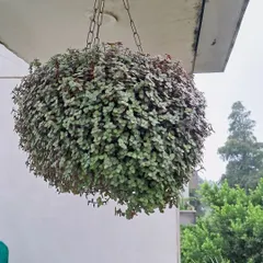 This is a Creeping Inch plant in a hanging basket. It's a fast-growing and beautiful plant that creates a wonderful cascading effect.