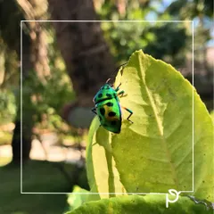 A vibrant green Jewel Bug on a leaf, basking in the sun. A healthy, chemical-free garden supports a wide range of insects, not just the pretty ones, all of whom play a role in the ecosystem.