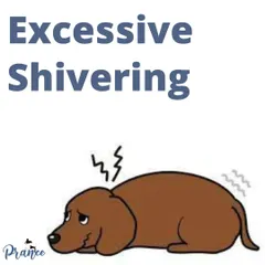 Shivering isn't just for when it's cold. If your dog is shivering excessively when the temperature is normal, it could be a sign of fear or anxiety. Understanding the context is key to helping them.