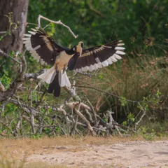 A Malabar Pied Hornbill appears to be giving a speech to an assembled group on the ground. These birds are highly social and their interactions can be very entertaining.