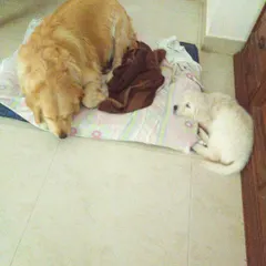 Chuppi with a tiny puppy. His gentle and soft nature was an inspiration and a reminder of the deep bonds we can form with these amazing animals.