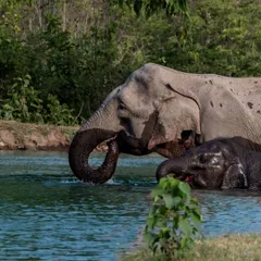 An elephant mother and her calf enjoy a dip in a man-made waterhole in Rajaji National Park, a crucial resource for wildlife during the dry season.
