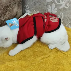 Simba models a vibrant red hooded sweater from our winter collection. This stylish piece is perfect for keeping your cat or small dog warm on chilly days.