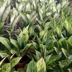 Aglaonema, or Chinese Evergreen, is considered a symbol of luck. This variety, with its beautiful white and green variegated leaves, is also incredibly easy to care for.