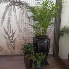 Here, I created a multi-layered plant grouping to bring life to a living room corner. A tall Areca Palm adds height and drama, while smaller plants in complementary pots create depth. This composition is carefully styled to harmonize with the client's existing decor, including the tropical-themed wallpaper.