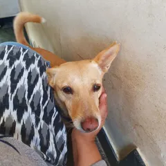 A quiet moment of affection is a sign of a deep bond. I cherish these connections and believe they are the foundation of a dog's emotional wellbeing.