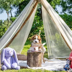June the Beagle, wearing a party hat, sits patiently by her 5th birthday cake in a beautifully styled teepee setup. A perfect portrait before the cake smash chaos.
