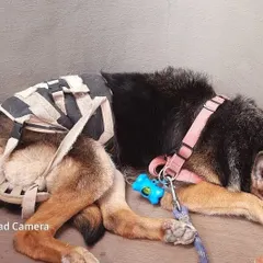 Smooch taking a well-deserved rest after his walk. You can see the lower back support we use to assist him. Making sure dogs with mobility challenges are comfortable, both during activity and at rest, is a top priority for us.