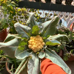 A top-down view of my beautiful 'gobhi da phool' or cauliflower head, just before harvesting. The leaves are huge and the flower is perfectly formed.