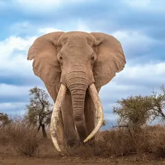 Which do you prefer, color or monochrome? In full color, you can appreciate the warm tones of Craig's skin and the vibrant blue of the African sky. He is a true giant in a world of color.