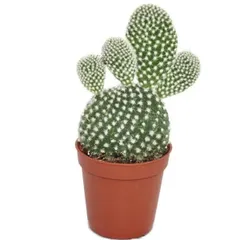 The Bunny Ear Cactus is a charming and popular succulent known for its pad-like stems that resemble rabbit ears. It's a playful-looking plant that is very drought-tolerant.