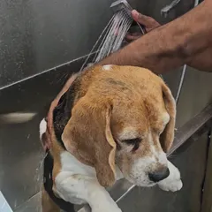 Bath time is a gentle and thorough process here. We use high-quality, pet-friendly shampoos to get your dog's coat clean and fresh, as seen with this calm Beagle enjoying a warm rinse in our professional grooming tub.
