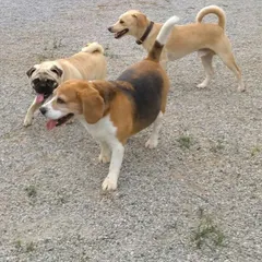 A Beagle, a Pug, and an Indie dog form a friendly trio. Our dog daycare is the perfect place for your pet to meet and play with new buddies.