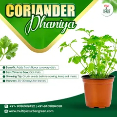 Fresh Dhaniya (Coriander) adds flavor to almost every Indian dish. It's easy to grow in a pot, and you can start harvesting fresh leaves in just 25-30 days for use in your kitchen.