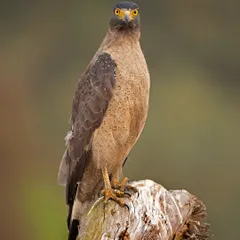 A Crested Serpent Eagle stares directly into the lens. Its piercing yellow eyes and confident posture make for a compelling and powerful bird of prey portrait.