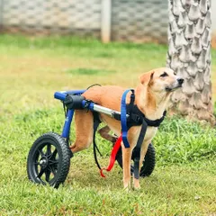 This beautiful dog with a wheelchair takes a moment to look up at the sky, enjoying the fresh air and open space.