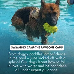 A German Shepherd proudly retrieves a toy during our swimming camp. These sessions are not just about swimming but also about confidence building and fun.