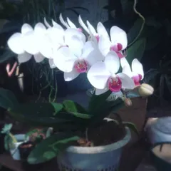 This lovely Phalaenopsis orchid is shining in the nursery. Orchids make such elegant living gifts, with blooms that can last for months with the right care.