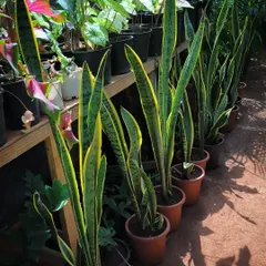 More tall Sansevieria, or Snake Plants, available at PlantScape. Their upright, architectural form is perfect for modern interiors.