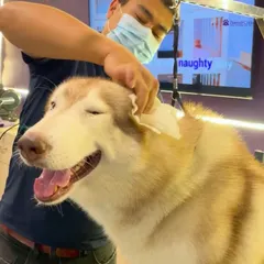 Ear cleaning is a vital part of pet hygiene, especially for breeds with floppy ears. Here, a happy Husky gets its ears gently cleaned by our groomer to prevent infections and ensure comfort, as part of our Monsoon Wellness Package.