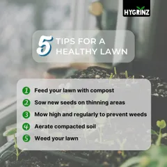 Here are five essential tips for maintaining a healthy lawn. Following these steps, from feeding with compost to mowing high, will help you keep your grass green and weed-free.