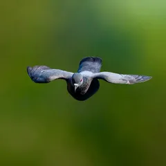 My experience as a wildlife photographer allows me to capture animals in motion. This shot of a pigeon in full flight, frozen with perfect clarity against a soft green background, demonstrates the technical skill I bring to capturing the dynamic energy of your pet.