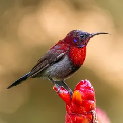 A Vigors's Sunbird perched on a fiery red ginger flower. This composition is all about the interplay of colour, with the bird's iridescent plumage complementing the vibrant bloom.