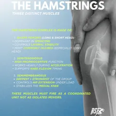 Effective treatment requires precise understanding. This anatomical breakdown explains that the hamstring is a three-part system, and we train each muscle's specific role in speed, deceleration, and stability to build true resilience.