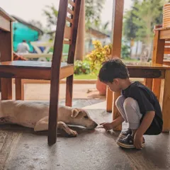 A young boy gently reaches out to a resting Indie dog. We teach children to respect a dog's space and approach them calmly, fostering a foundation of trust.