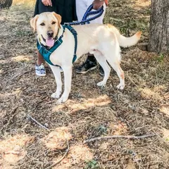 Comet, the wonder boy! We remember his first day as a tiny pup with endless energy. Now, he's a strong, happy Labrador who still loves to play. It's been a joy to be part of his journey.