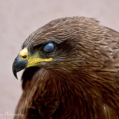 An extreme close-up of a Black Kite, showing the nictitating membrane, or third eyelid, as it blinks. A fascinating detail of avian anatomy.