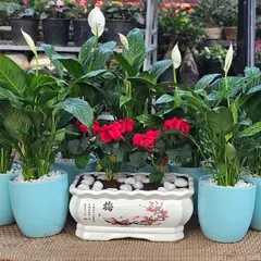 Here is an example of a beautiful arrangement for a gift or your own home. I've combined flowering peace lilies in bright blue glazed ceramic pots with red balsams in a classic, hand-painted rectangular planter.