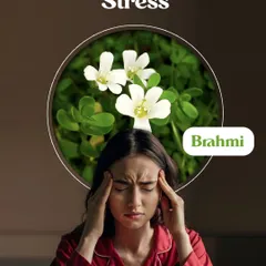 Feeling the pressure of daily stress? Brahmi is a renowned Ayurvedic herb known for its ability to calm the mind and soothe the nervous system. It's a natural way to manage stress and improve mental clarity.