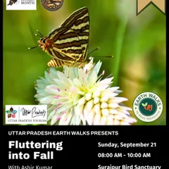 A Common Map butterfly rests on a flower during our "Fluttering into Fall" walk. Our guided butterfly walks, especially during Big Butterfly Month, reveal the incredible diversity of these delicate insects thriving in urban green spaces.