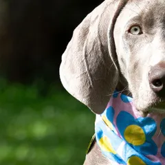 A striking half-face portrait of Draco the Weimaraner. His beautiful eyes and the pop of color from his bandana make this a captivating shot.