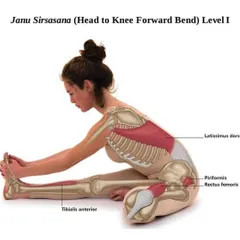 In Janu Sirsasana (Head to Knee Forward Bend), we stretch the back muscles like the latissimus dorsi and the hamstrings. This visual provides a clear look at the muscles involved.